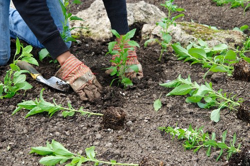 Sustainable landscape gardening in Shacklewell with attractive seasonal planting