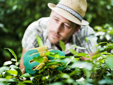 Seasonal lawn maintenance in Shacklewell outdoor space