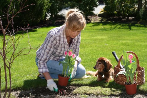 Eco-friendly lawn care for Shacklewell gardens