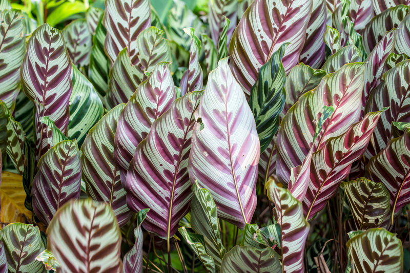 hedge trimming hedge cutting