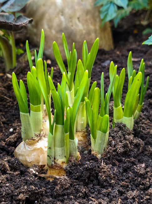 A close-up view of fresh green plant shoots emerging from dark, moist soil in a garden bed, with a bulbous base visible at the foundation of the shoots. The shoots are upright, smooth, and vibrant in