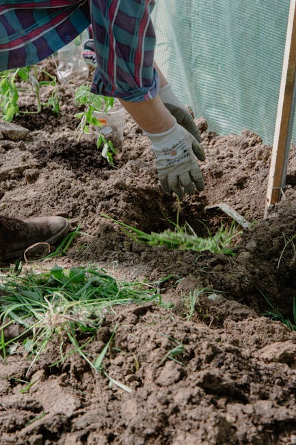 A close-up view of fresh green plant shoots emerging from dark, moist soil in a garden bed, with a bulbous base visible at the foundation of the shoots. The shoots are upright, smooth, and vibrant in