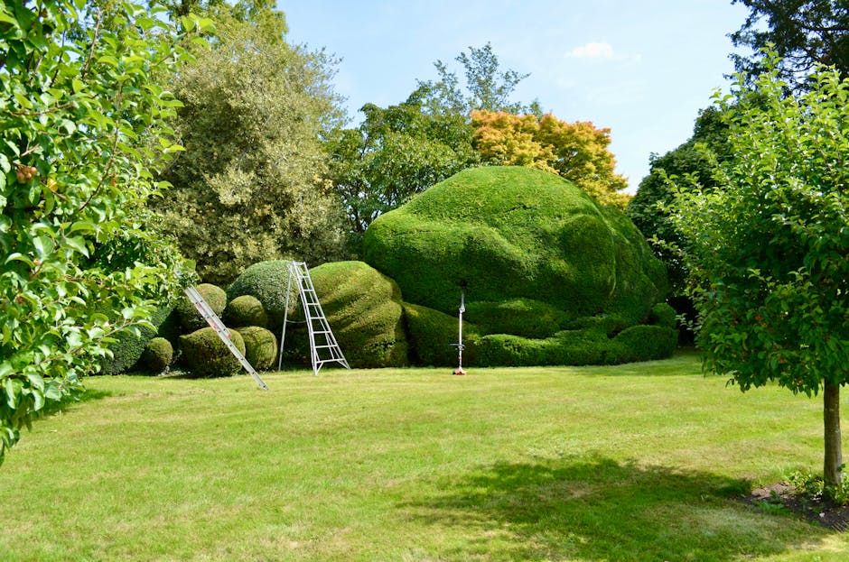 A well-maintained garden scene featuring a neatly trimmed, large rounded hedge in the center with lush green foliage. To the left, a smaller, more sculpted hedge with spherical shapes is visible, alon