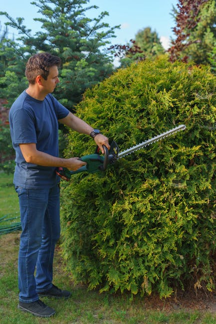 A well-maintained garden scene featuring a neatly trimmed, large rounded hedge in the center with lush green foliage. To the left, a smaller, more sculpted hedge with spherical shapes is visible, alon